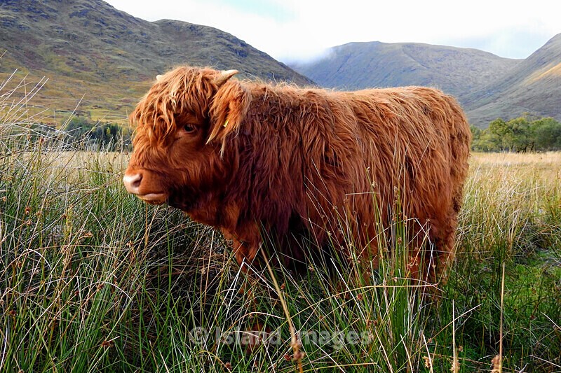 Madi Cow doing the pose! - Highland Cows