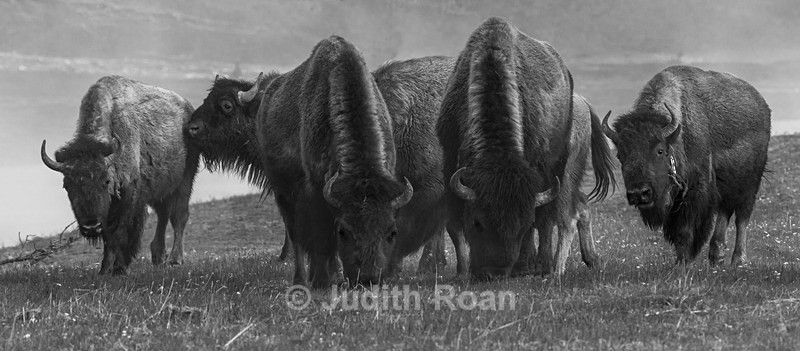 Bison Herd - Yellowstone