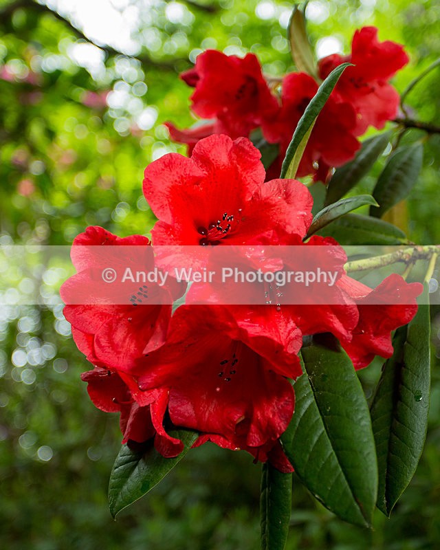 20140525-3K8A1689 - Plants & Flowers