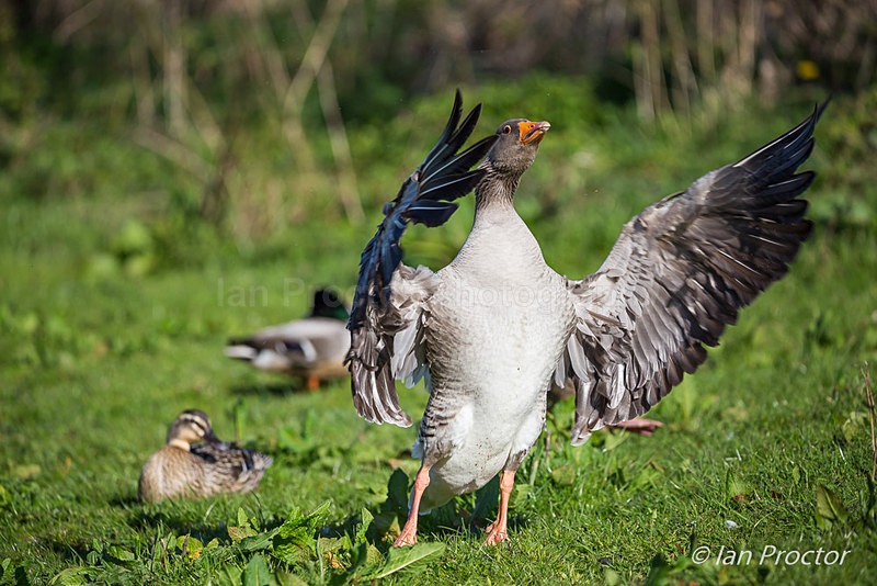 Conducting Brent Goose! - Nature