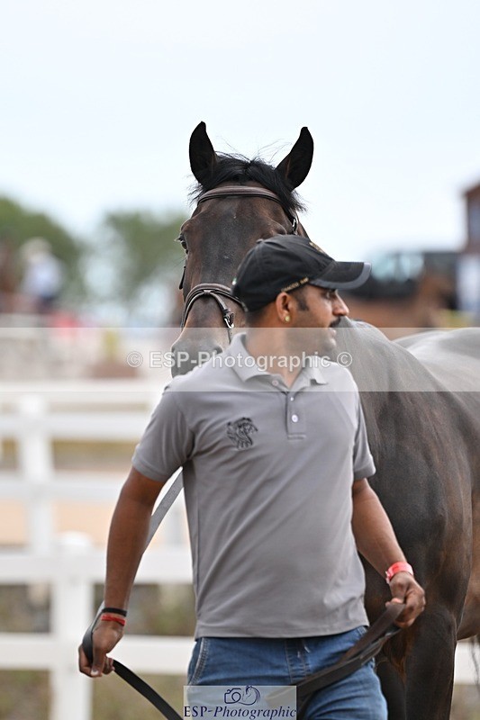 250716-145606-01529 - Trot Up 2.30 to 3.30