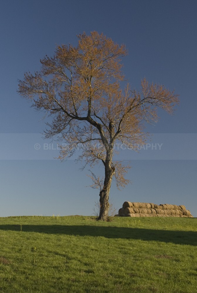 994 - The Tree Project