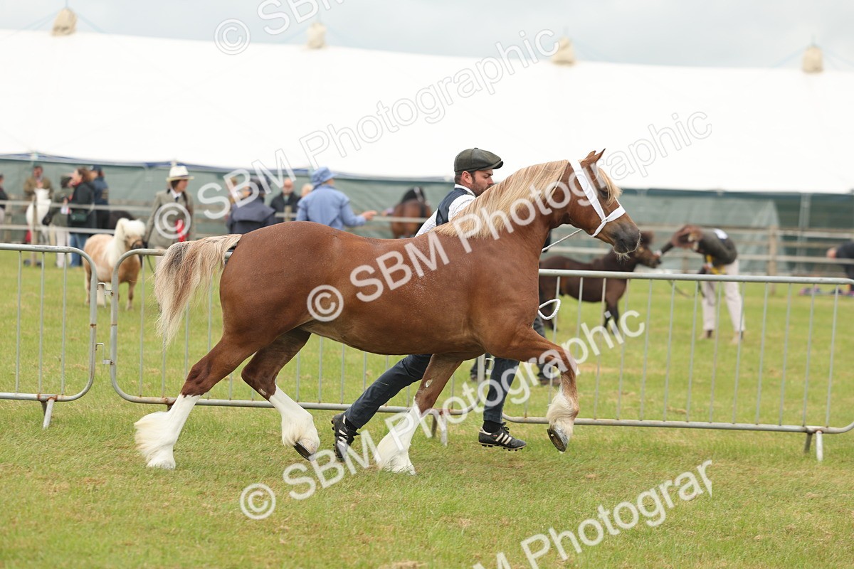 SBM_04850 - Class 50-57 - M&M Welsh Pony In Hand