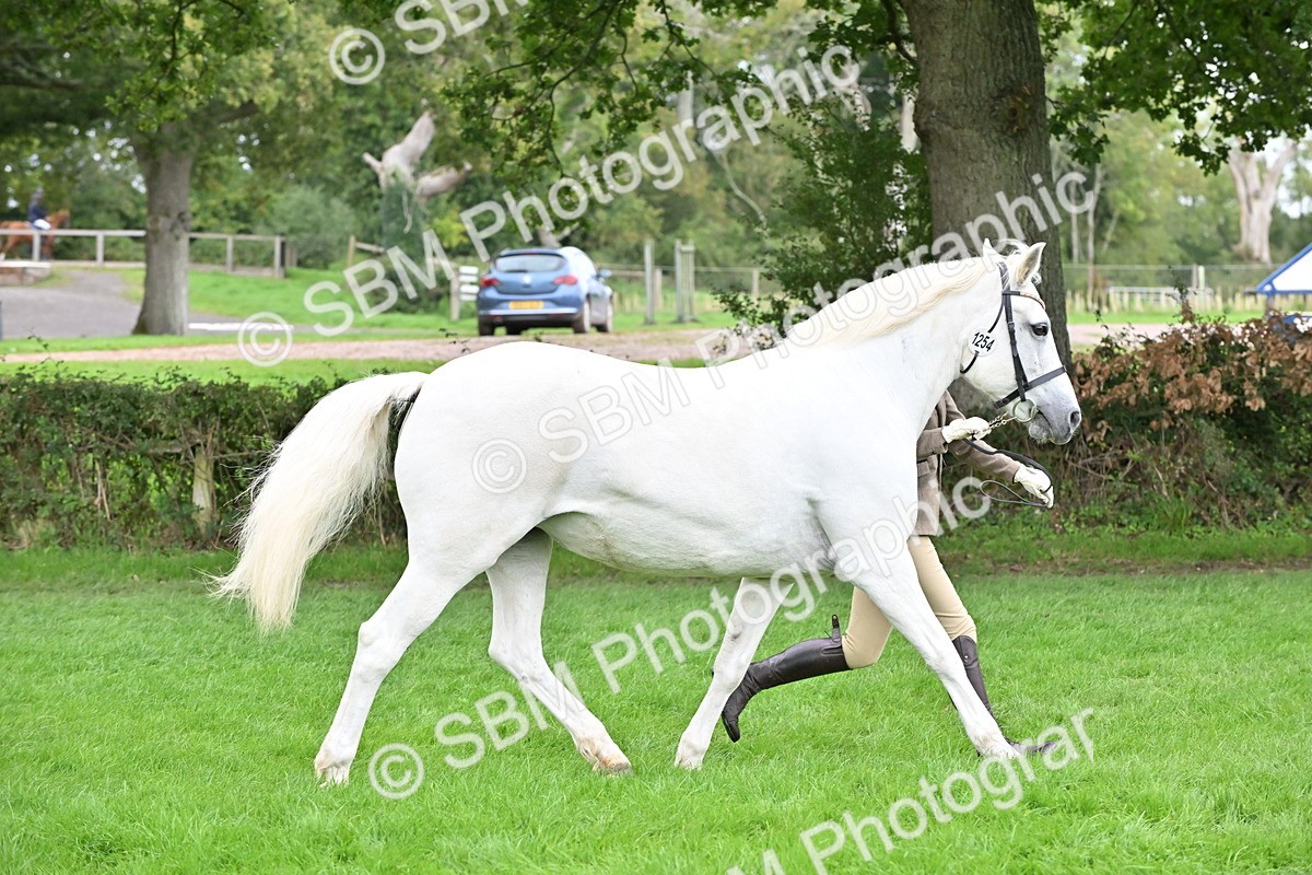 SBM_63249 - S49 - Mountain & Moorland In Hand Large Breeds