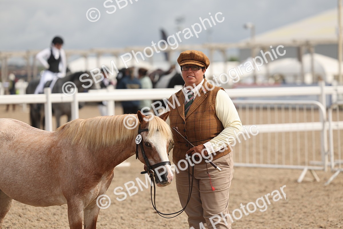 SBM_04403 - Class 18 - Handsomest Gelding (IH or Ridden)