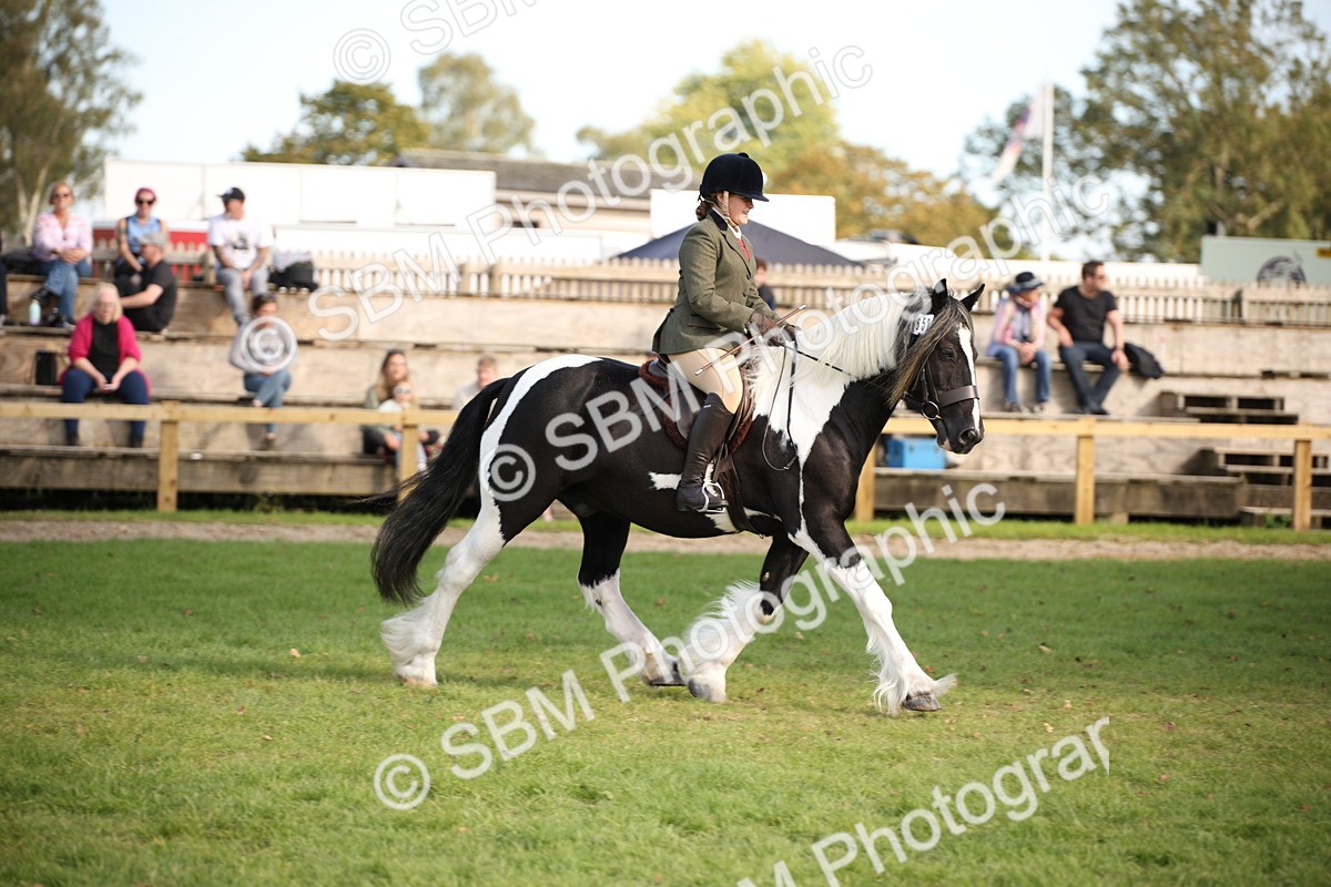SBM_50133 - S26 - Young Veteran - Ridden