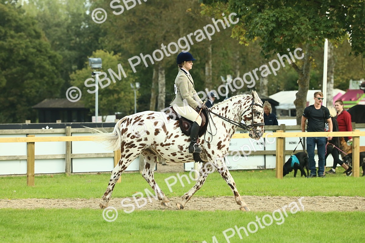 SBM_62461 - S62 - Foreign Breeds Ridden