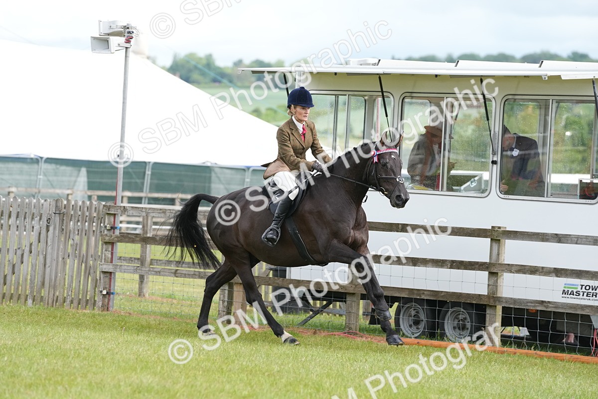 SBM_12925 - Class 99 - RIHS SEIB Working Show Horse