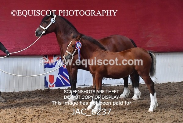 JAC_6237 - 17 Avonmore Little Maeda