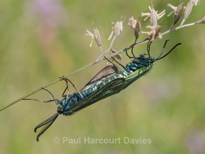 Forester moths mating (Adscita statices) - Insects, Spiders and other Animals