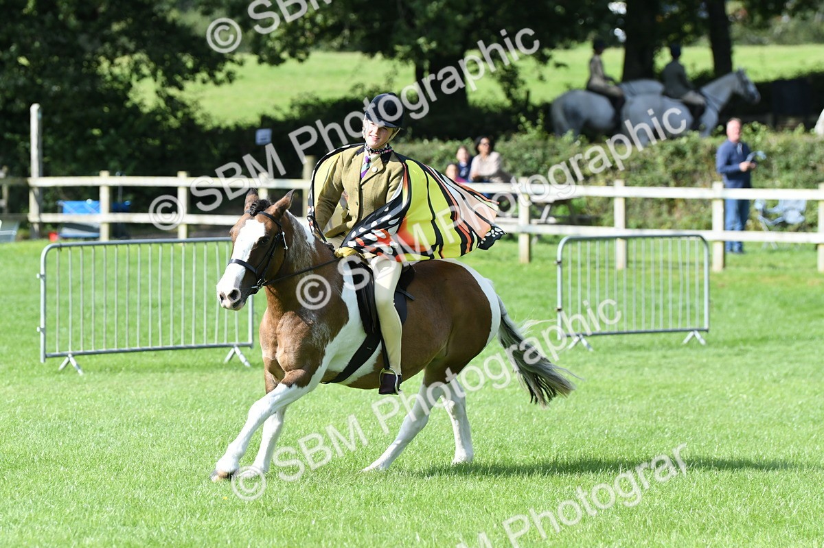 SBM_47118 - S12 - Family Horse & Pony