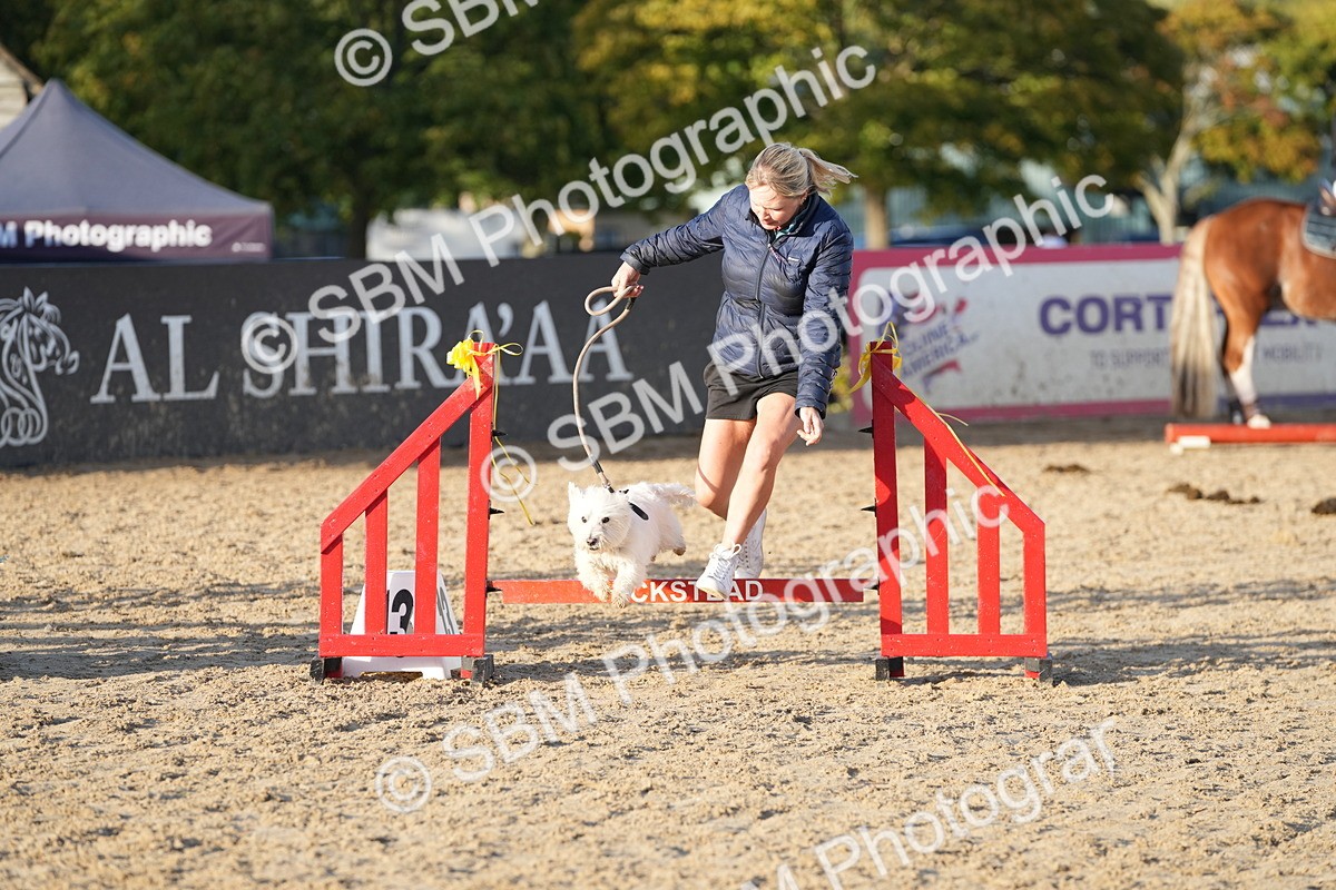 SBM_29425 - J44 - Horse & Hound Open 70cm