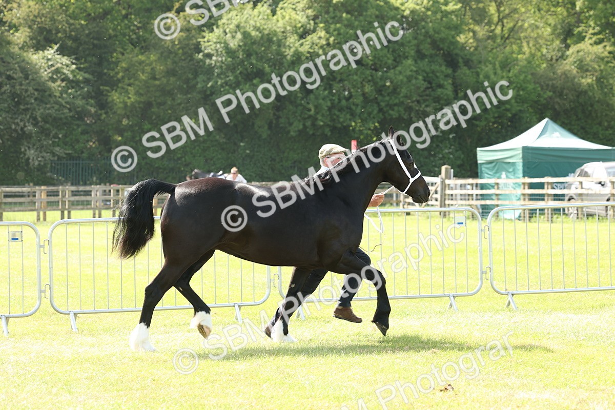 SBM_02234 - Class 6-13 - Mountatin and Moorland In Hand Welsh Breeds