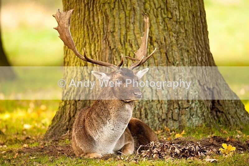 20111022-_MG_6763 - Fallow Deer