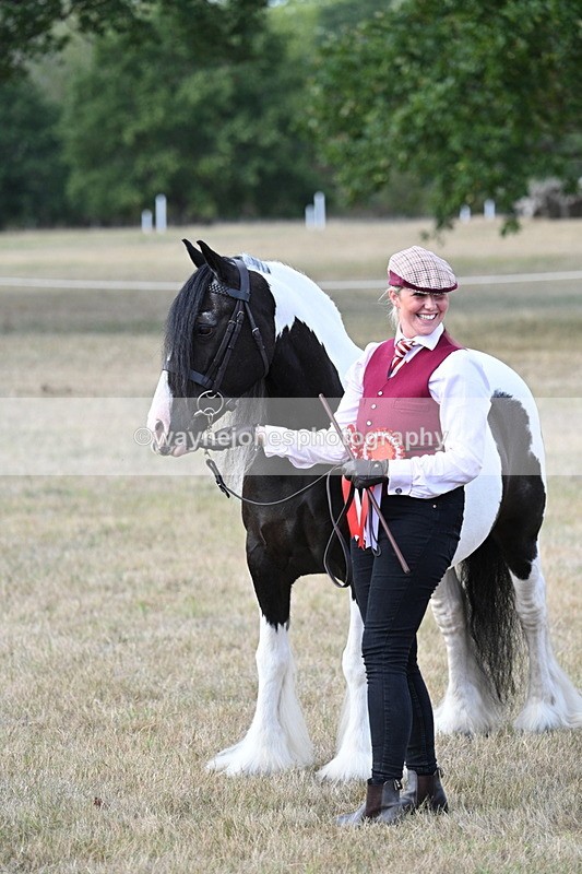 WJ7_8322 - In-hand Championship
