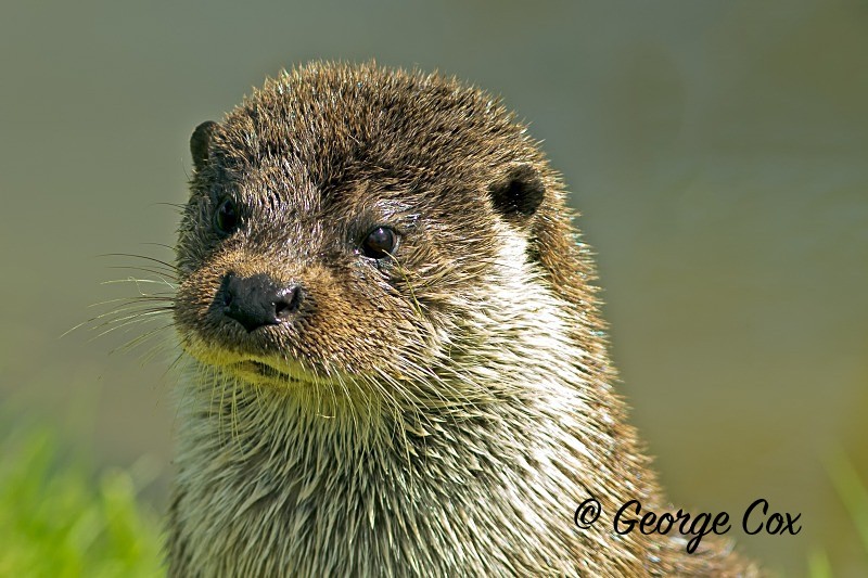 Otter