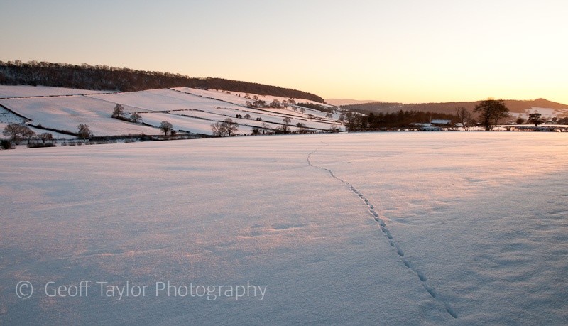 Tracks towards Middlehope - Wenlock Edge