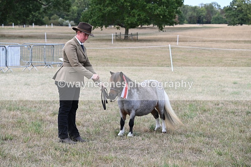 WJ6_7116 - Class 21 Shetland & Mini Horses