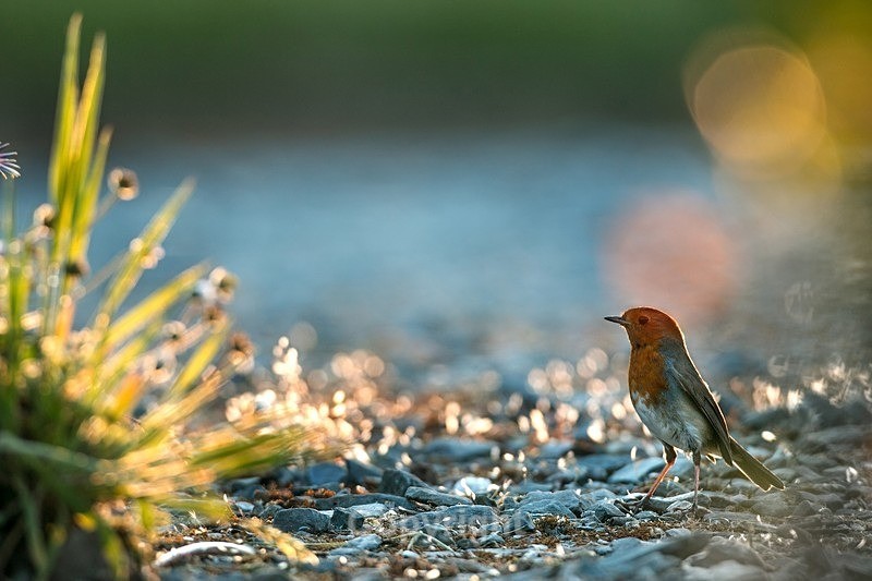  - Birds