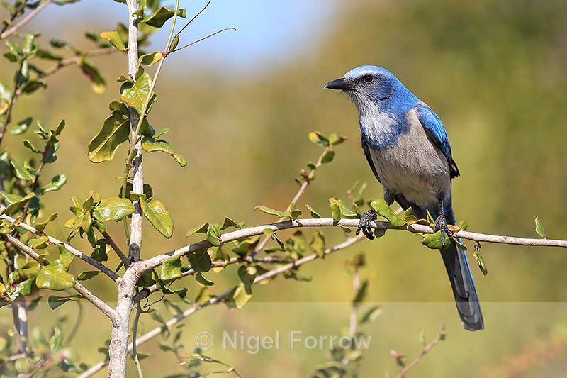 Florida Scrub-Jay, Shamrock Park, Venice, Florida - Florida Scrub-Jay