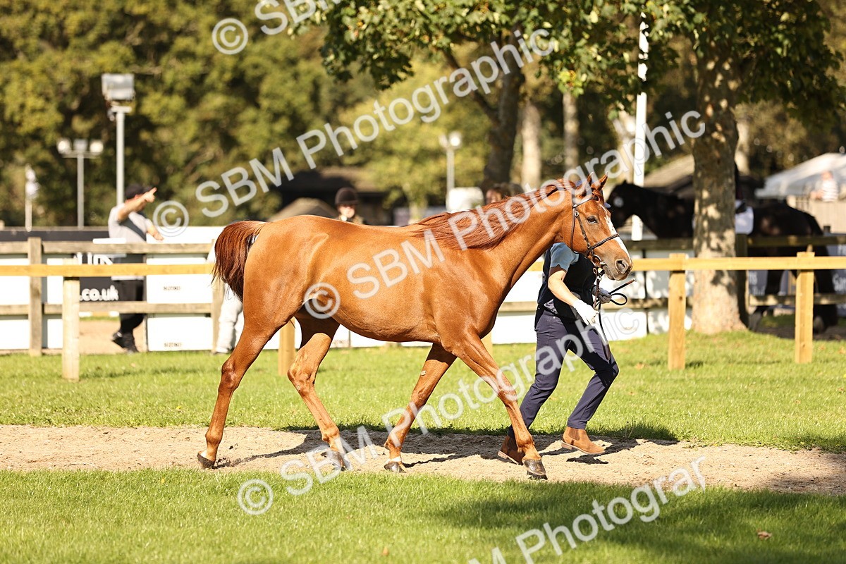 SBM_26171 - S5 - Novice & Newcomers In Hand