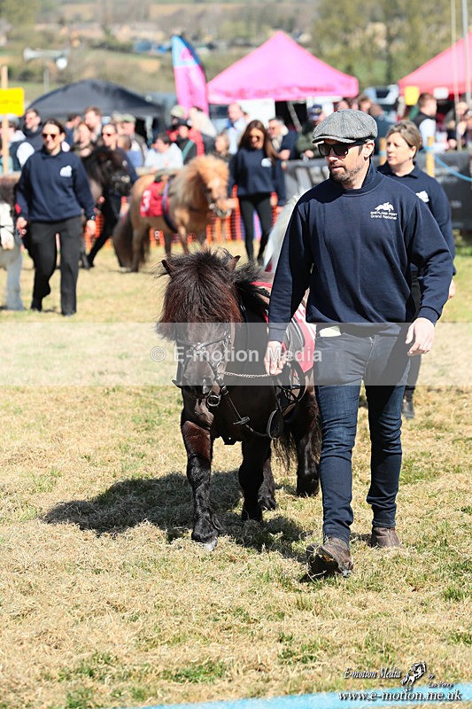 Shet 060426 45 - Shetland Pony Racing Paxford Races Easter Mon 06/04/26