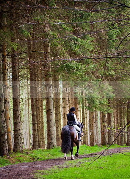  - Equine Gallery Portfolio