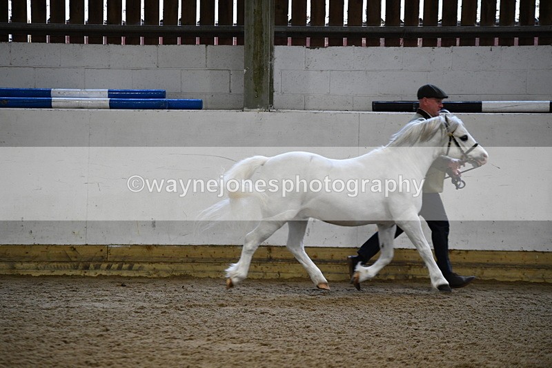 WJ5_5182 - Class 4 In hand M&M - small breeds