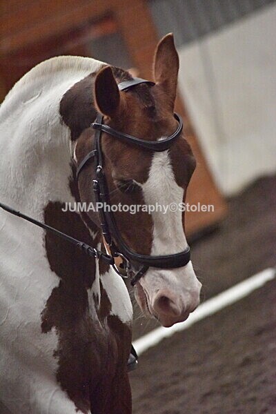 DSC_7479 - GDG saturday 3rd May