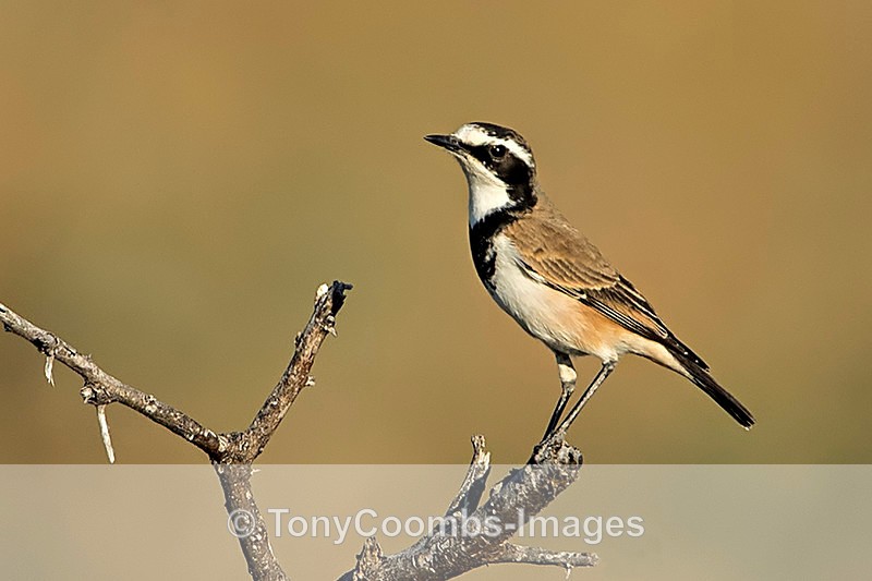 Capped Wheatear - Etosha National Park ~ Birds
