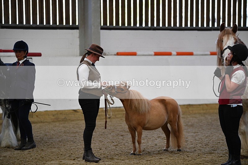 WJ5_5084 - Class 7 In hand coloured / odd coloured