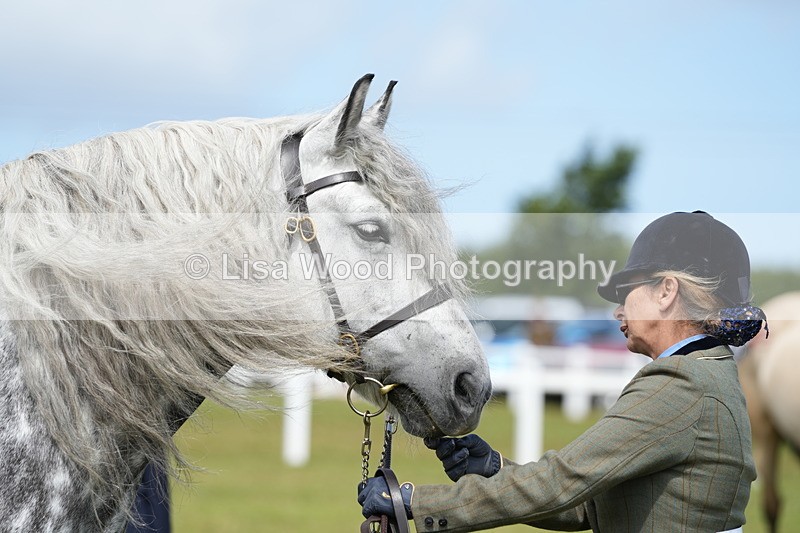 DSC05804 - Class 51: NPS M&M 4 years and over Large Breeds