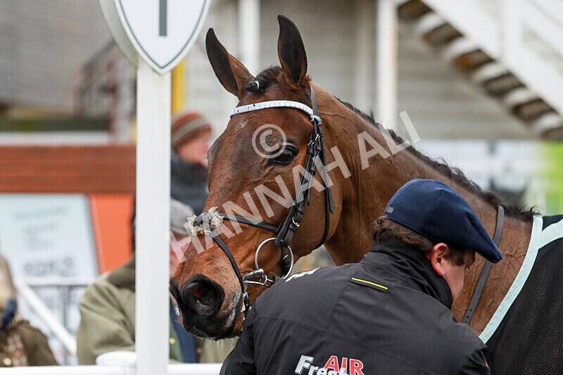 100225-Race 1-Tigerbythetail-5634 - Race 1