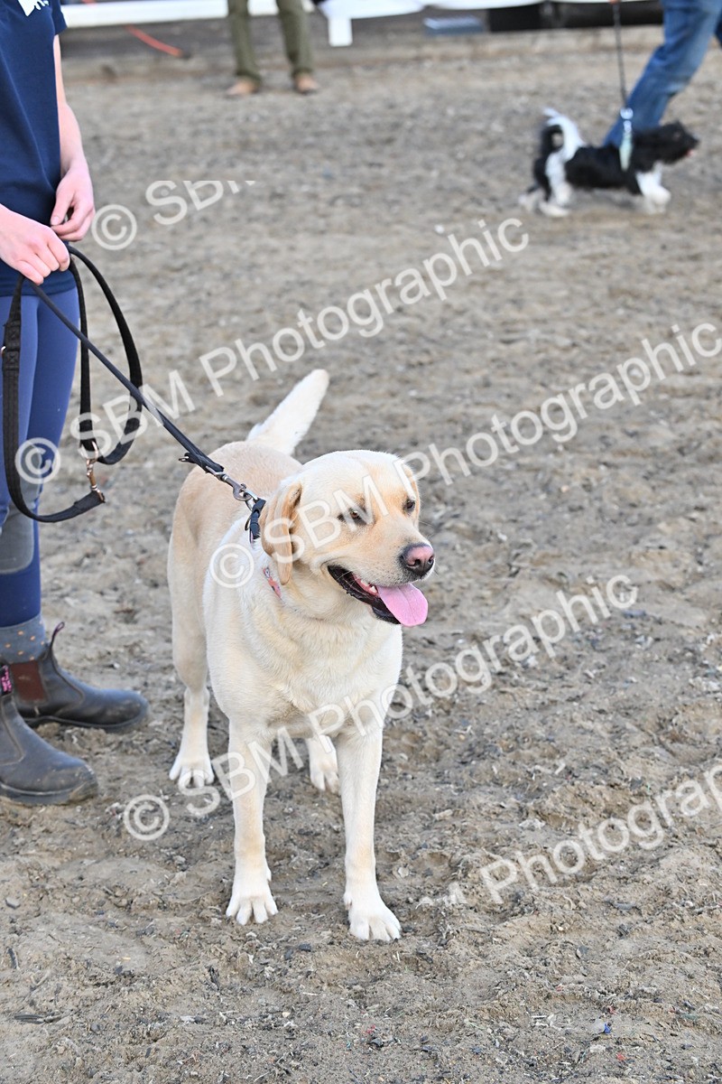 SBM_09521 - Lorry Dogs