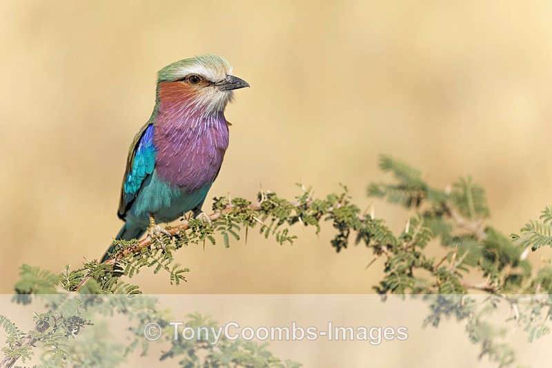 Lilac-breasted Roller - Botswana ~ Birds