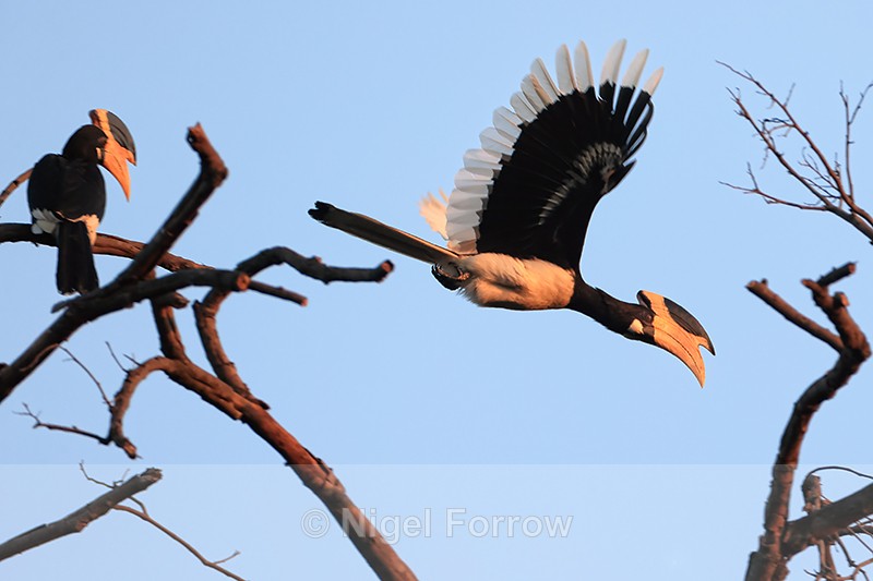 Malabar Pied Hornbill (male) flying, Bandhavgarh Reserve, India - Malabar Pied Hornbill