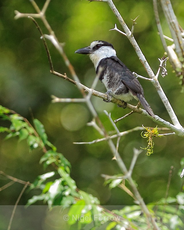 White-necked Puffbird, Cano Negro, Costa Rica - White-necked Puffbird