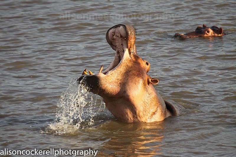 - African Safaris