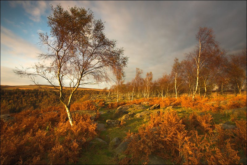 Gardoms Birch - Peak District | Dark Peak