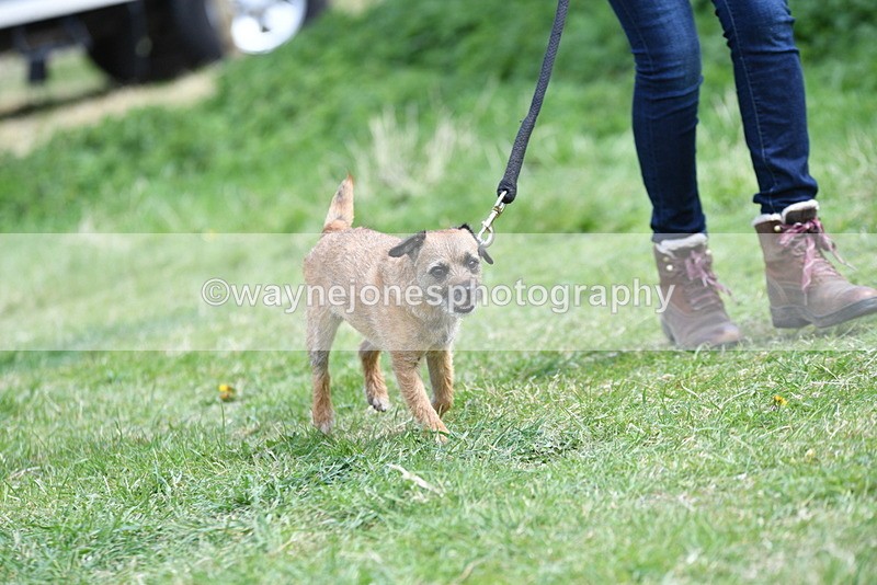 WJ5_0488 - Class 7 Best Terrier