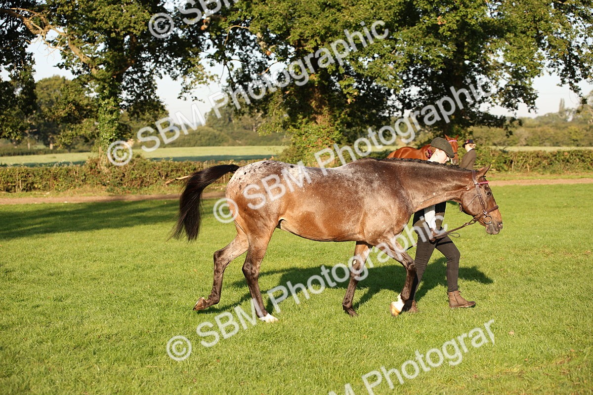 SBM_57569 - S50 - Foreign Breeds In Hand