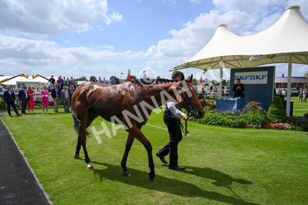 yr10062022r2-48 - Race 2 2.30pm SKF Rous Selling Stakes