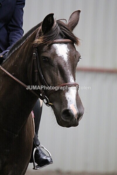 SIAL4696 - CAbin Dressage 5th july 2025