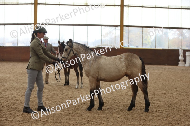 20251109-0794 - Class 24 - Foals