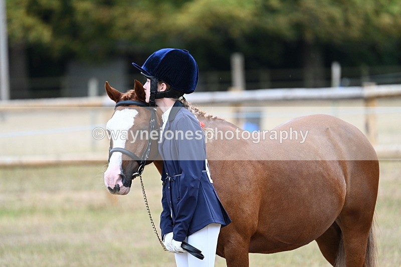 WJ7_8409 - Class 4 Prettiest Mare up to 14.2hh