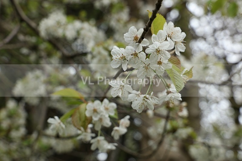 White Blossom - Plants and Trees