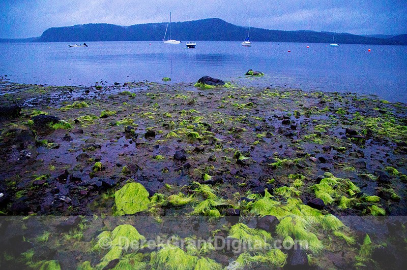 photosynthetic cyanobacteria - Extreme Weather