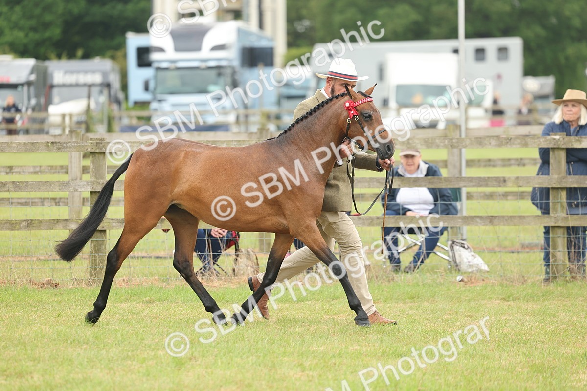 SBM_05423 - Class 68-73 - Riding Pony Breeding