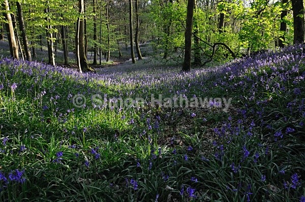 Nibthwaite Bluebells - May-time near Greenodd - English Lake District