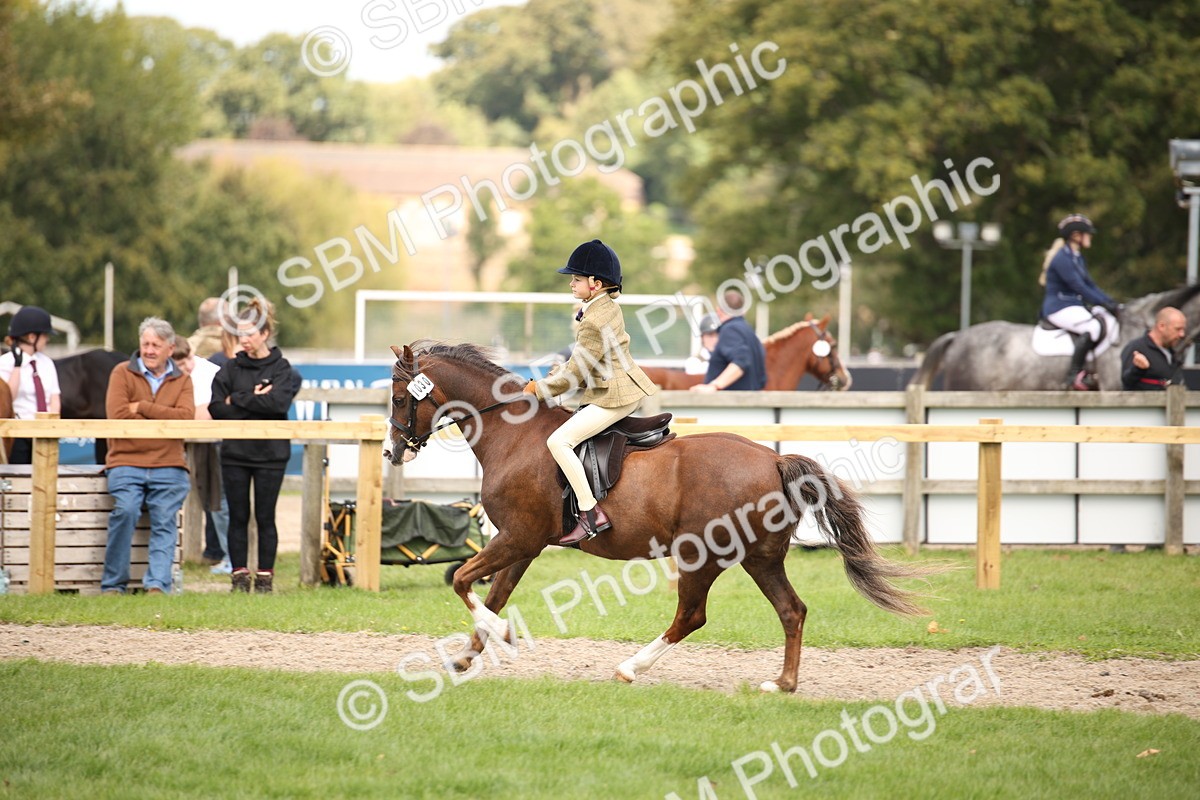 SBM_42313 - S13 - Pony Club Pony